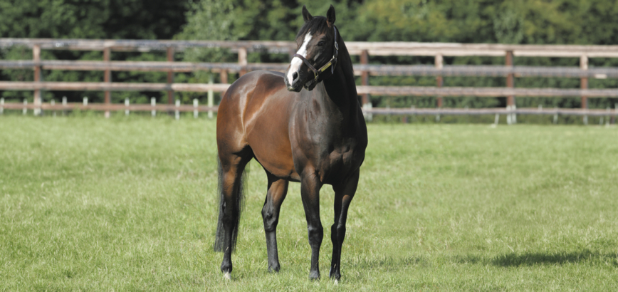 14548 Shadwell MUJAHID Website Header 3200x1510px MARCH26 V1